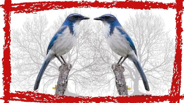 Video thumbnail for 5 Minutes Woodhouse’s Scrub-Jay Call/Sound/Song