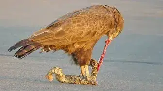 Video thumbnail for Snake Eagle Ripping Snake Apart As it Tries to Escape