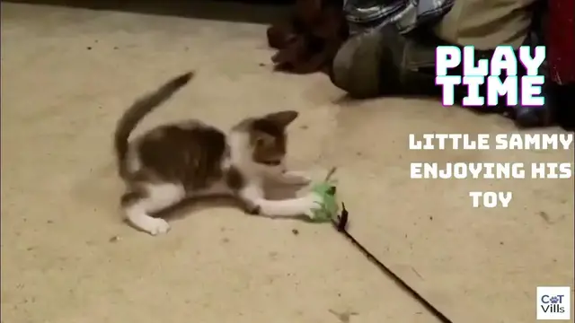 Video thumbnail for Video of Kitty Playing With Toy IS MELTING OUR HEARTS #shorts