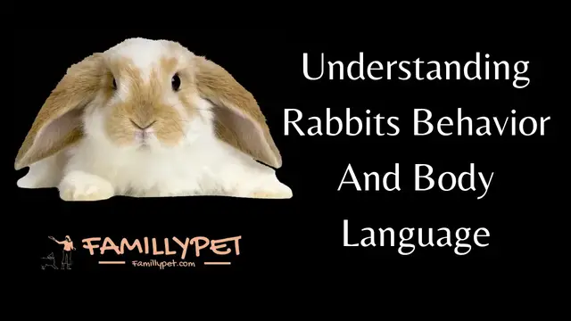 Video thumbnail for Rabbits behavior - 24 Rabbits body language meaning