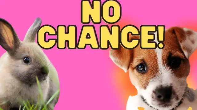 Video thumbnail for The Hunted: Jack Russell Terriers & Rabbits (Concerns, Tips and Advice)#terrierowner