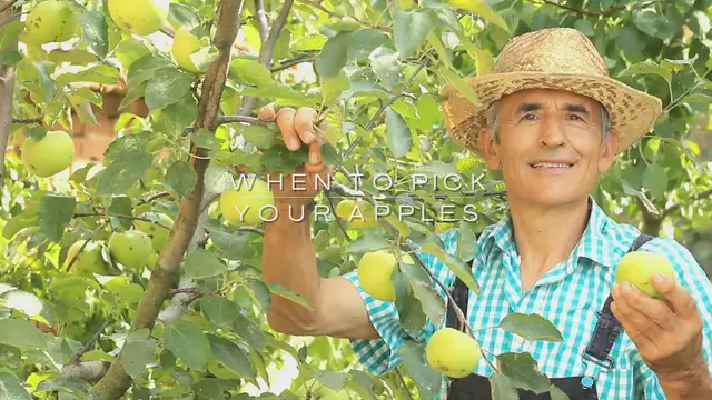 Video thumbnail for when to pick apples
