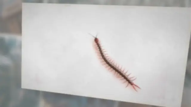 'Video thumbnail for Does Killing Centipede Attract More?'