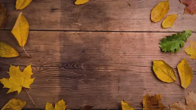 Video thumbnail for 15 Surprising Monstera Deliciosa Facts