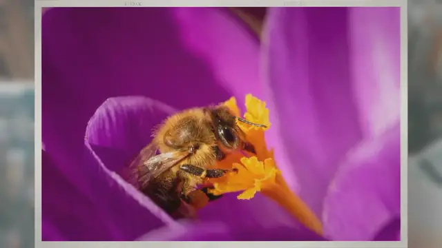 Video thumbnail for Why Do Bees Move Their Hives?