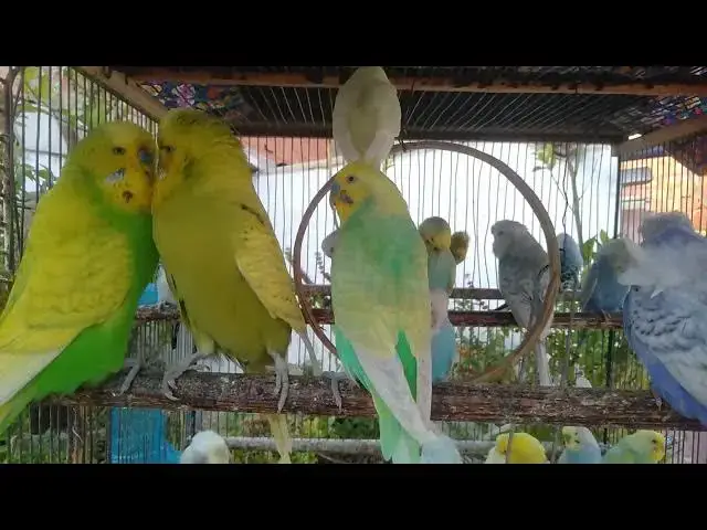 'Video thumbnail for Funny Video CUTE Budgies in a Rainbow of Colors #FunnyVideo'