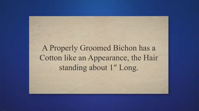 Video thumbnail for Should you Shave a Bichon Frise? The Pros and Cons – Shaved Bichon Frise