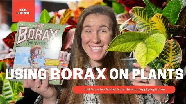 Video thumbnail for How To Use Borax On Plants. Borax Can Be Used On Houseplants & The Garden. Soil Scientist Explains