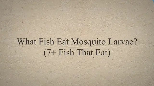 'Video thumbnail for What Fish Eat Mosquito Larvae? (7+ Fish That Eat)'