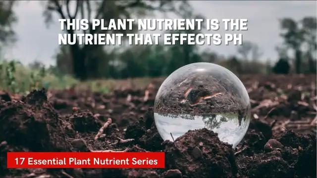 Video thumbnail for How Hydrogen Effects The Soil Ph & Ultimately ALL Nutrient Uptake! 17 Essential Plant Nutrients ep14