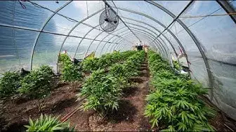 Video thumbnail for Tịch thu cần sa trị giá 6.5 triệu đô ở King Township - Canada Info