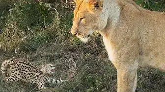 Video thumbnail for Serval Kitten vs Lion
