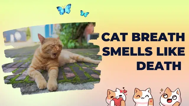 Video thumbnail for Cat Breath Smells Like Death: Reasons & Tips