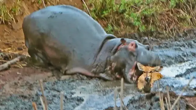 Video thumbnail for Hippo Crushes Buck That's Stuck in Mud After Wild Dogs Chased It!