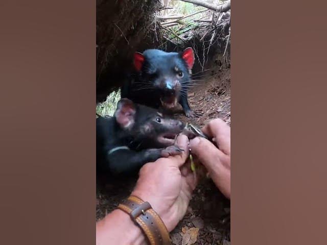 Video thumbnail for Hands Prying Fishing Rig in a Tight Forest Den
