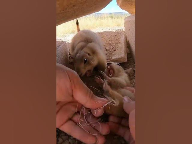 Video thumbnail for Hands Twisting Netting in a Tight Rocky Burrow Corner