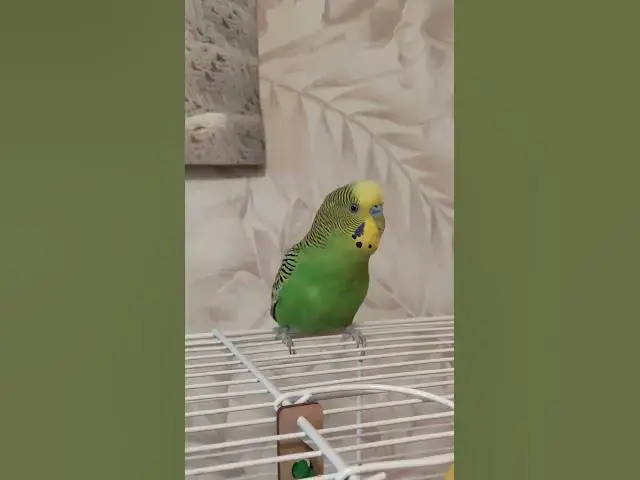 Video thumbnail for Adorable budgie😍😘🥰#shorts