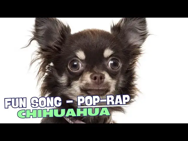 Video thumbnail for 🎶 Tiny Dog but Got Big Dreams 🎵