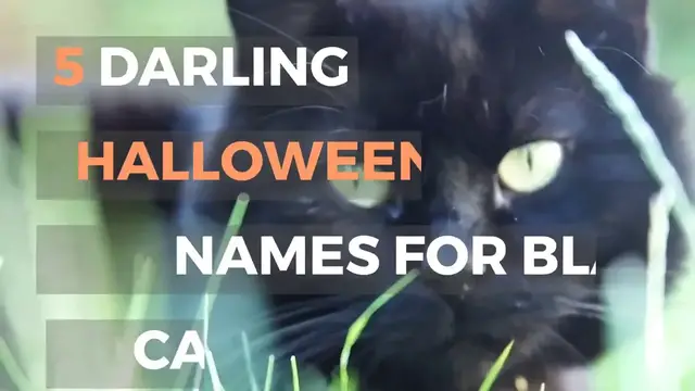 Video thumbnail for DARLING HALLOWEEN NAMES FOR BLACK CATS