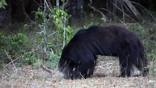 Video thumbnail for Sloth bear cub searching for food in Wilpattu national park