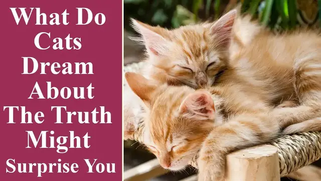 Video thumbnail for What Do Cats Dream About the Truth Might Surprise You