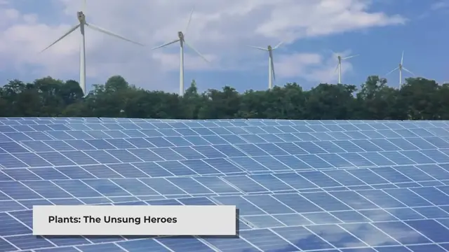 Video thumbnail for World Plant Power Day: Harnessing the Green Energy of Nature