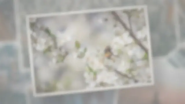 Video thumbnail for How Long Do Cherries Last in the Fridge?