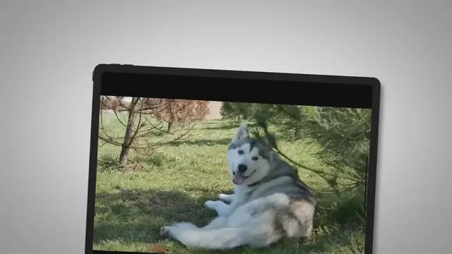 'Video thumbnail for How To Get A Husky To Stop Whining? – 3 Wonderful Tips Exposed!'