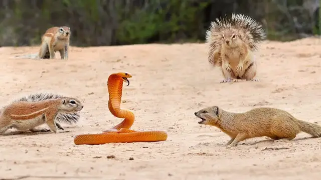 Video thumbnail for 1 COBRA VERSUS 7 SQUIRRELS AND A MONGOOSE