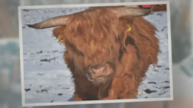 Video thumbnail for How Much Methane Do Cows Produce?