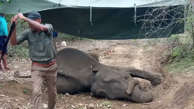 Video thumbnail for Injured elephant being treated by wildlife officers in Yala Block 2