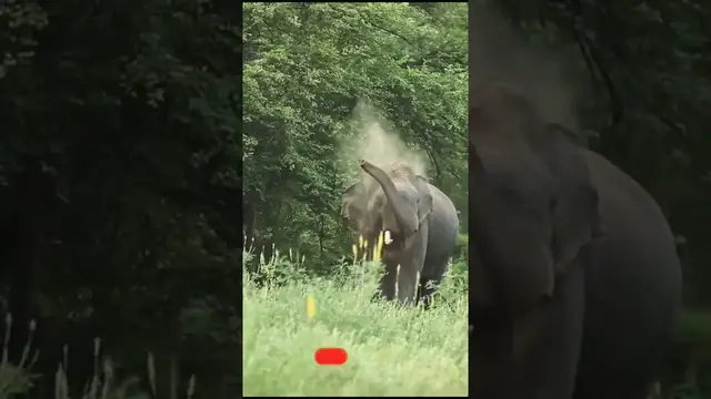 Video thumbnail for A single tusked elephant in Minneriya national park #shorts