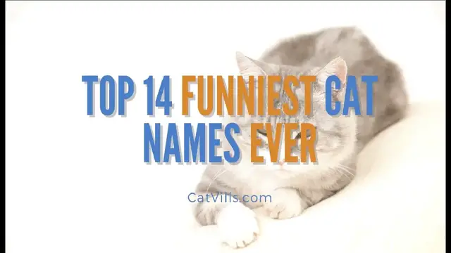 Video thumbnail for TOP 14 FUNNIEST CAT NAMES EVER