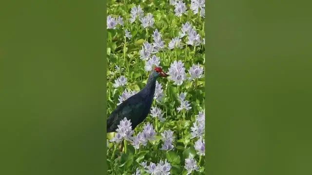 Video thumbnail for Purple Coot bird #shorts