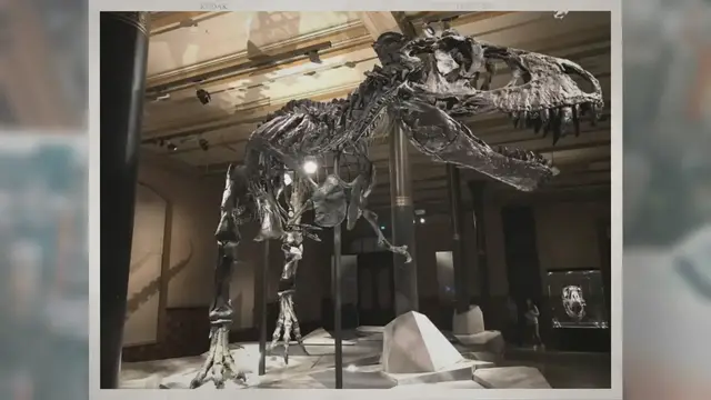 Video thumbnail for Are Dinosaur Bones in Museums Replicas?