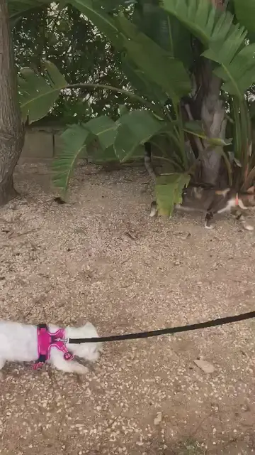 Video thumbnail for Storm is more of a house cat, but doesn't miss a pack walk!