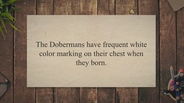 Video thumbnail for When Can Dobermans have White on their Chest?