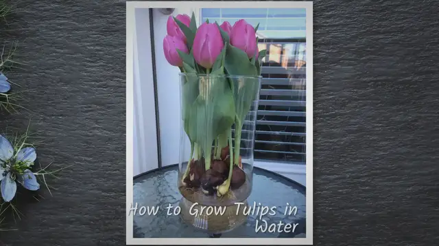 'Video thumbnail for How to Grow Tulips in Water – Step by Step'