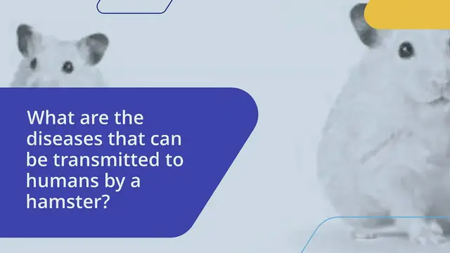 'Video thumbnail for diseases that can be transmitted to humans by a hamster'