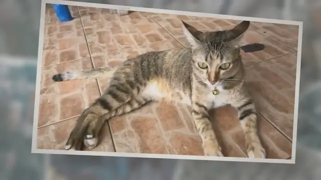 Video thumbnail for Why Do Cats Eyes Dilate? Should You Be Worried?