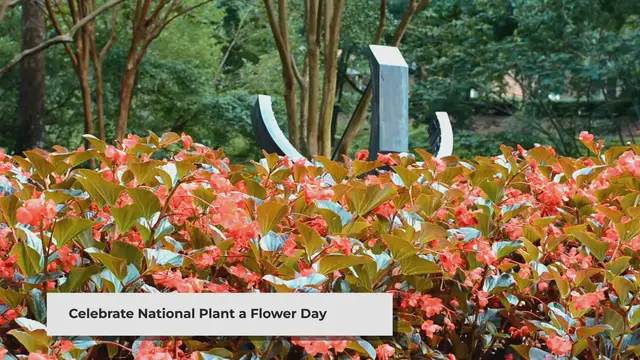 Video thumbnail for National Plant a Flower Day: Cultivating Beauty and Joy
