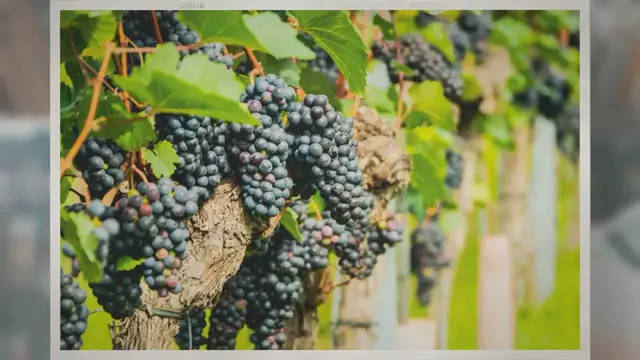 Video thumbnail for Do Grapes Grow on Trees?