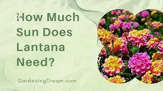 Video thumbnail for How Much Sun Does Lantana Need
