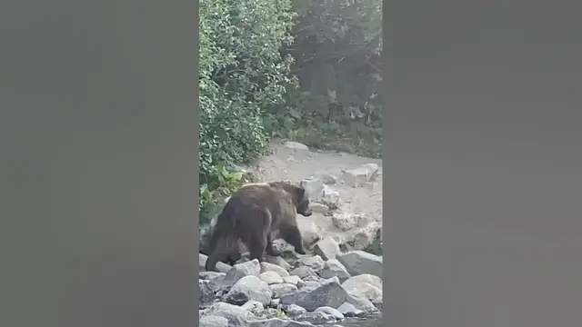 Video thumbnail for Big Bear Stops Fishermen - Mammoth Lakes California #shorts