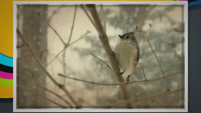 'Video thumbnail for Identifying Winter Birds: A Comprehensive Guide'