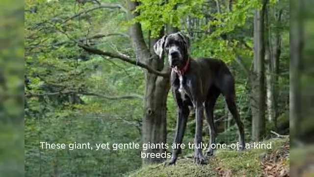 Video thumbnail for Great Dane