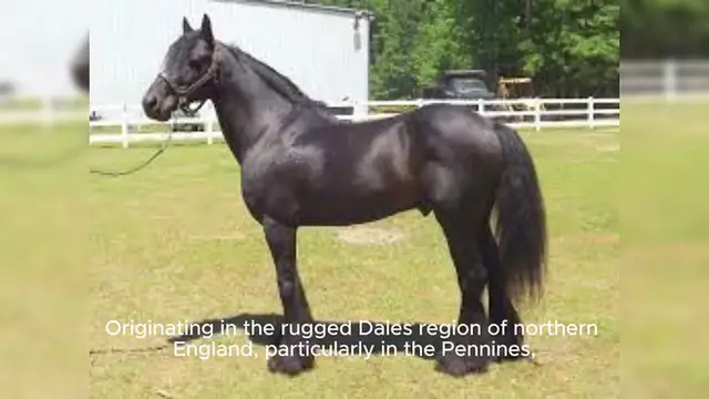 Video thumbnail for Dales Pony