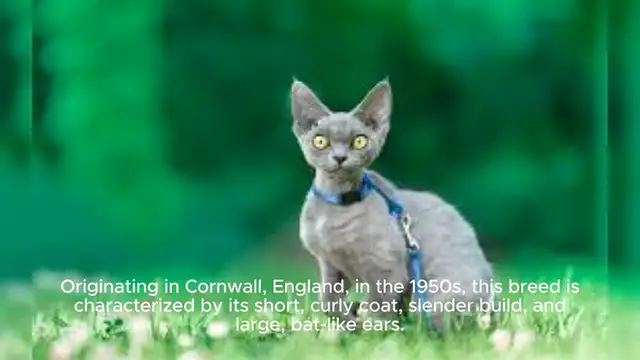 Video thumbnail for Cornish Rex