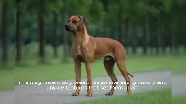 Video thumbnail for Rhodesian Ridgeback