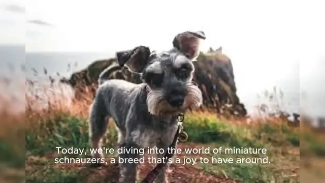Video thumbnail for Miniature Schnauzer